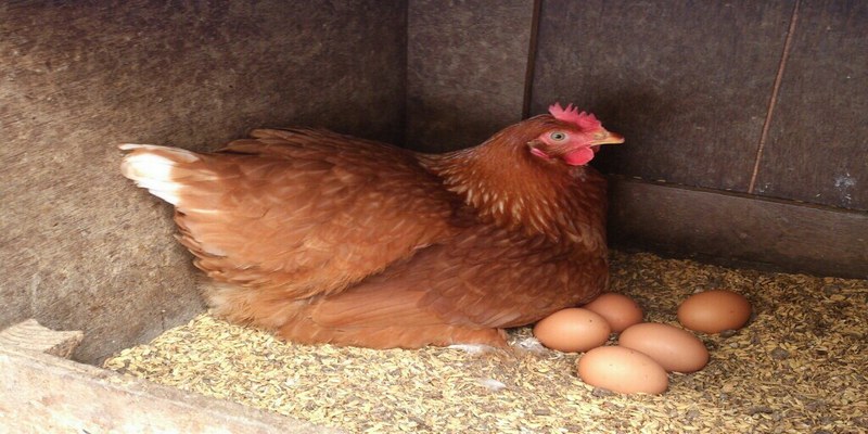 Giấc mơ gà mái đẻ trứng  thể hiện những may mắn trong cuộc sống