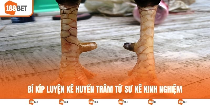 Bí kíp luyện kê huyền trâm từ sư kê kinh nghiệm