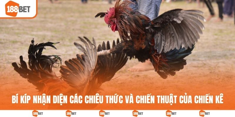 Bí kíp nhận diện các chiêu thức và chiến thuật của chiến kê