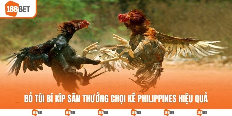 Bỏ túi bí kíp săn thưởng chọi kê Philippines hiệu quả