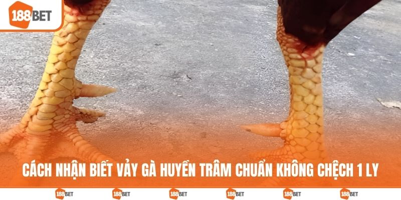 Cách nhận biết vảy gà huyền trâm chuẩn không chệch 1 ly