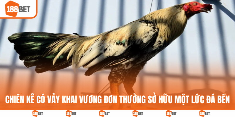Chiến kê có vảy khai vương đơn thường sở hữu một lức đá bền