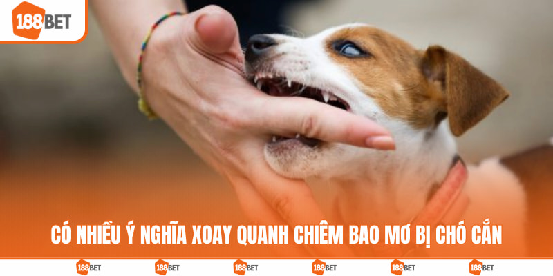 Có nhiều ý nghĩa xoay quanh chiêm bao mơ bị chó cắn
