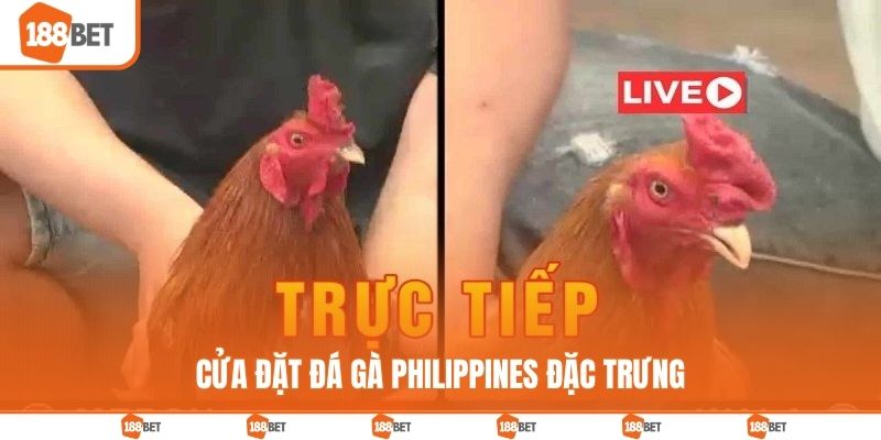 Cửa đặt đá gà Philippines đặc trưng