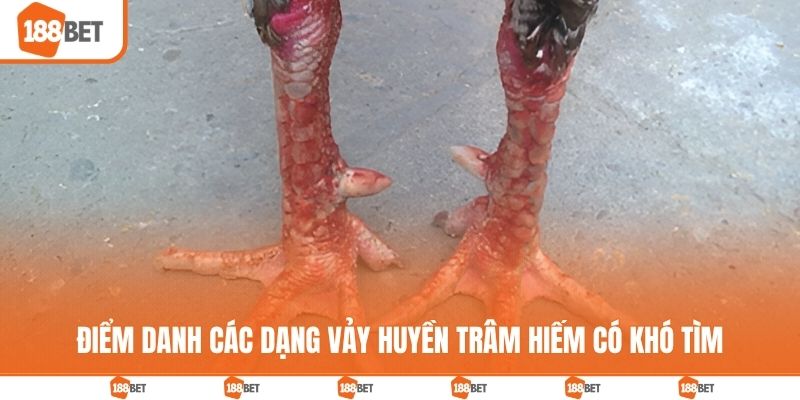 Điểm danh các dạng vảy huyền trâm hiếm có khó tìm