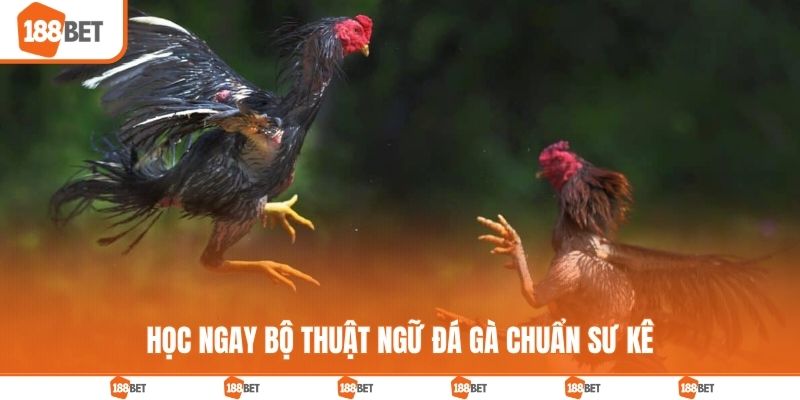 Học ngay bộ thuật ngữ đá gà chuẩn sư kê