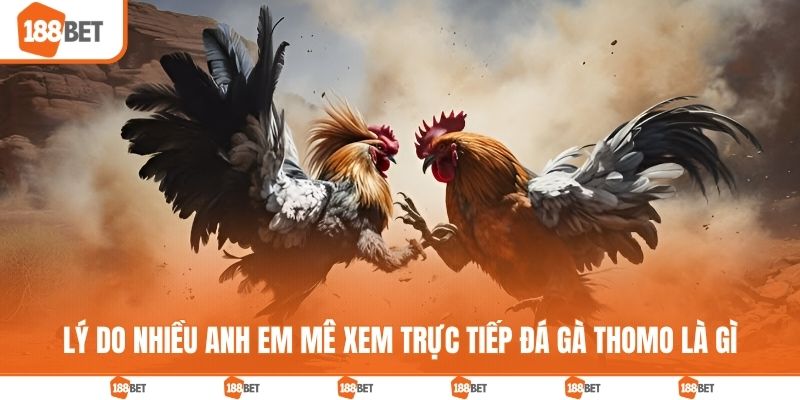 Lý do nhiều anh em mê xem trực tiếp đá gà Thomo là gì