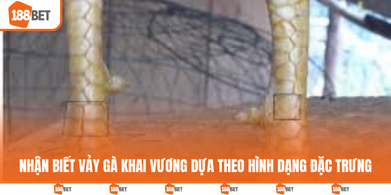 Nhận biết vảy gà khai vương dựa theo hình dạng đặc trưng