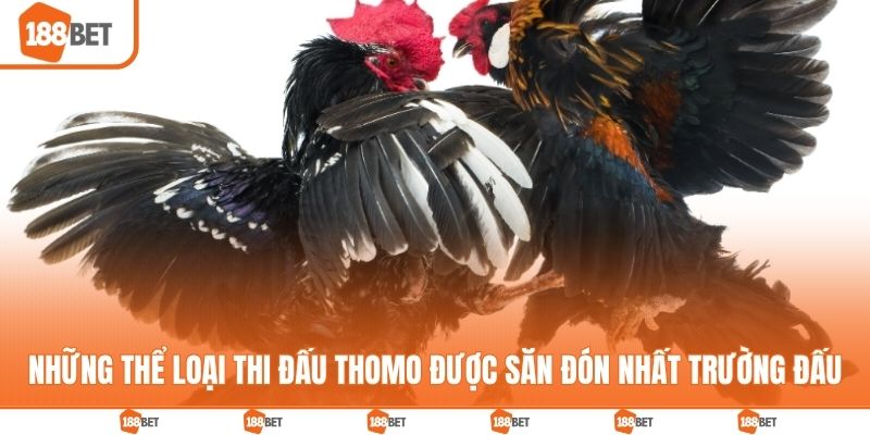Những thể loại thi đấu Thomo được săn đón nhất trường đấu