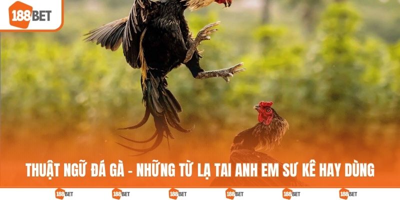 Thuật ngữ đá gà