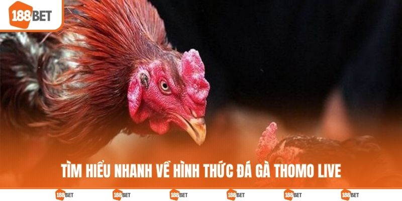 Tìm hiểu nhanh về hình thức đá gà Thomo live