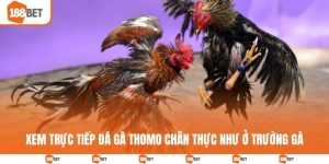 Trực tiếp đá gà Thomo