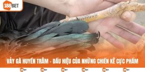 Vảy gà huyền trâm