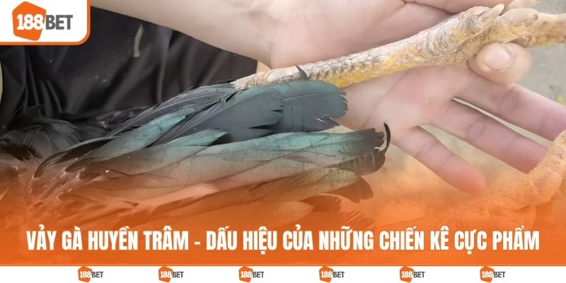 Vảy gà huyền trâm