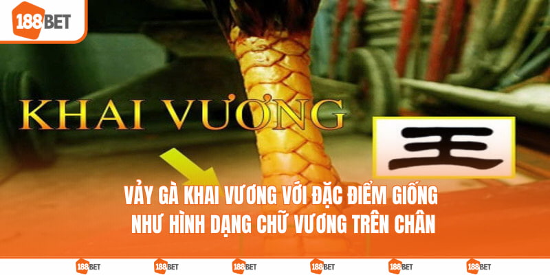 Vảy gà khai vương với đặc điểm giống như hình dạng chữ vương trên chân